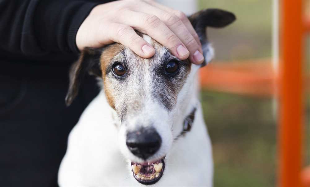 Rabies Symptoms in Dogs: What Every Pet Owner Should Know