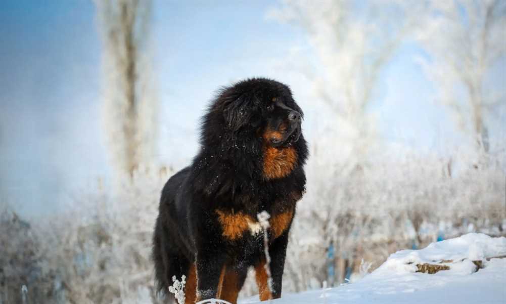 All About Tibetan Mastiffs: History, Traits, and Care Tips