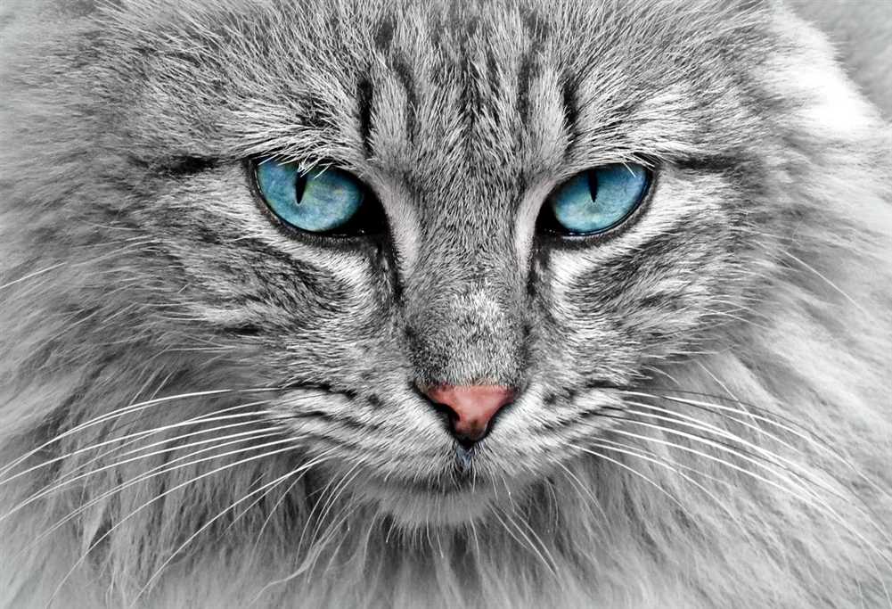 Cat Portrait Painting: A Purr-fect Way to Celebrate Your Feline Friend