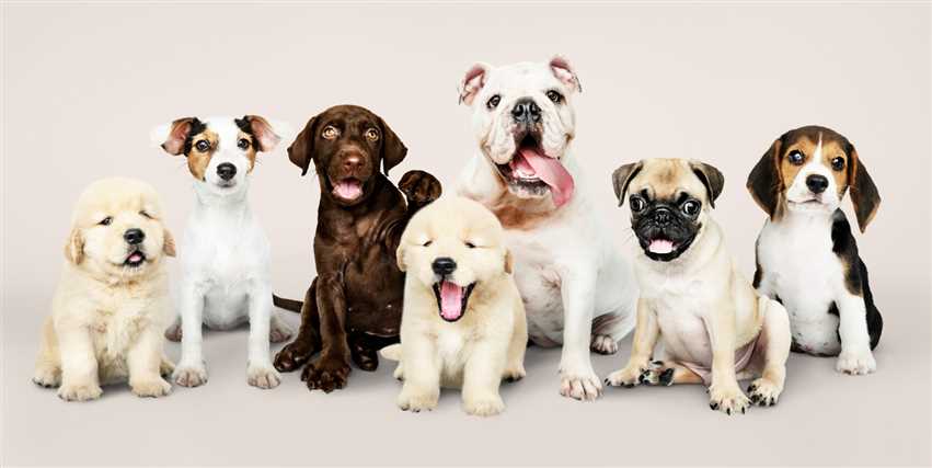 All Dog Breeds - A Complete List of Most Popular Dog Breed 2025
